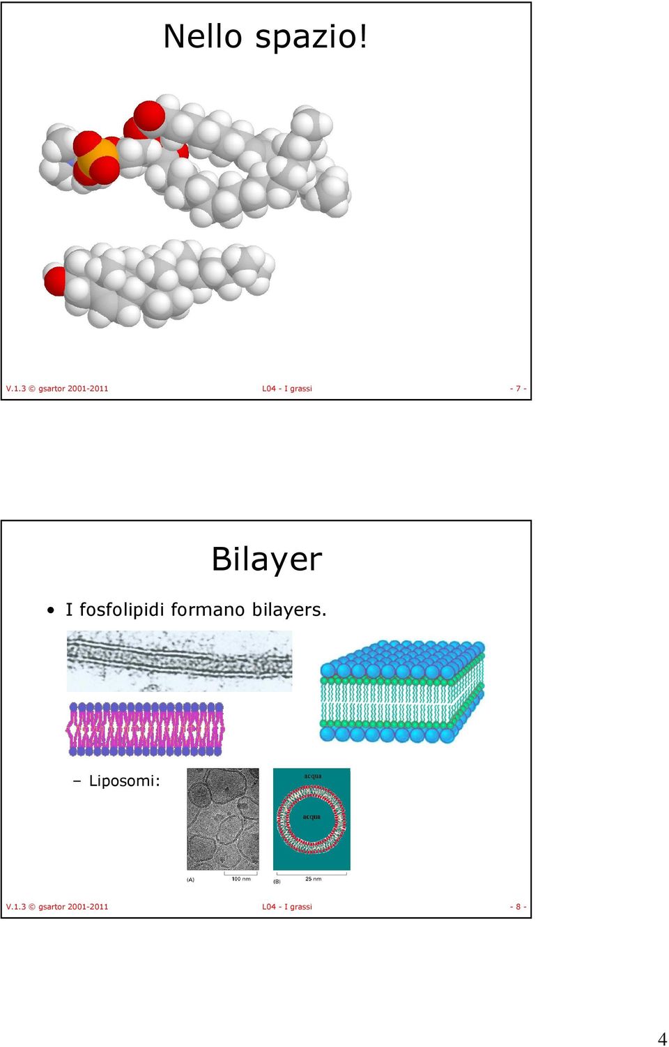 7 - Bilayer I fosfolipidi formano