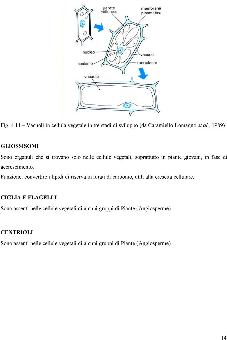 accrescimento. Funzione: convertire i lipidi di riserva in idrati di carbonio, utili alla crescita cellulare.