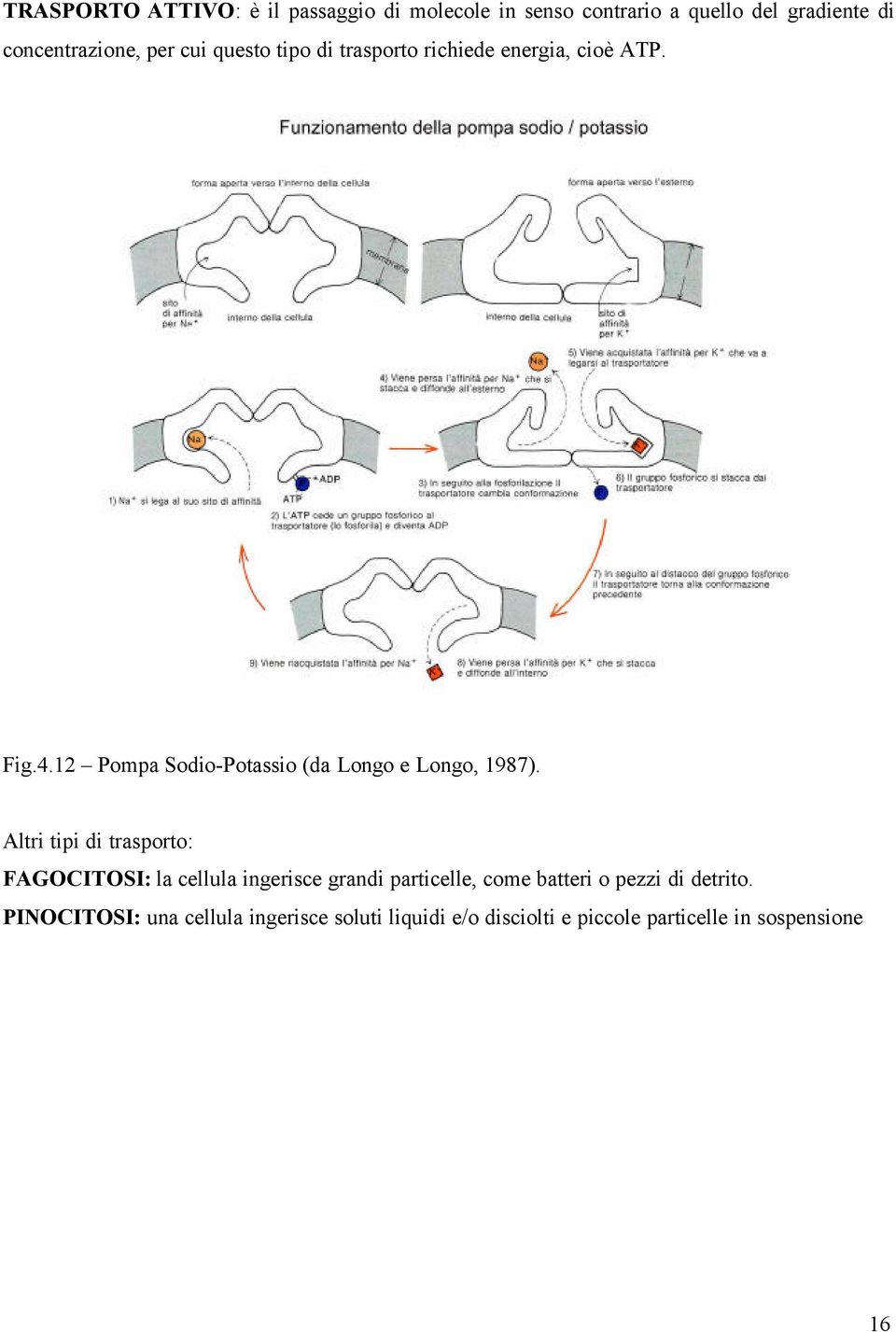 12 Pompa Sodio-Potassio (da Longo e Longo, 1987).