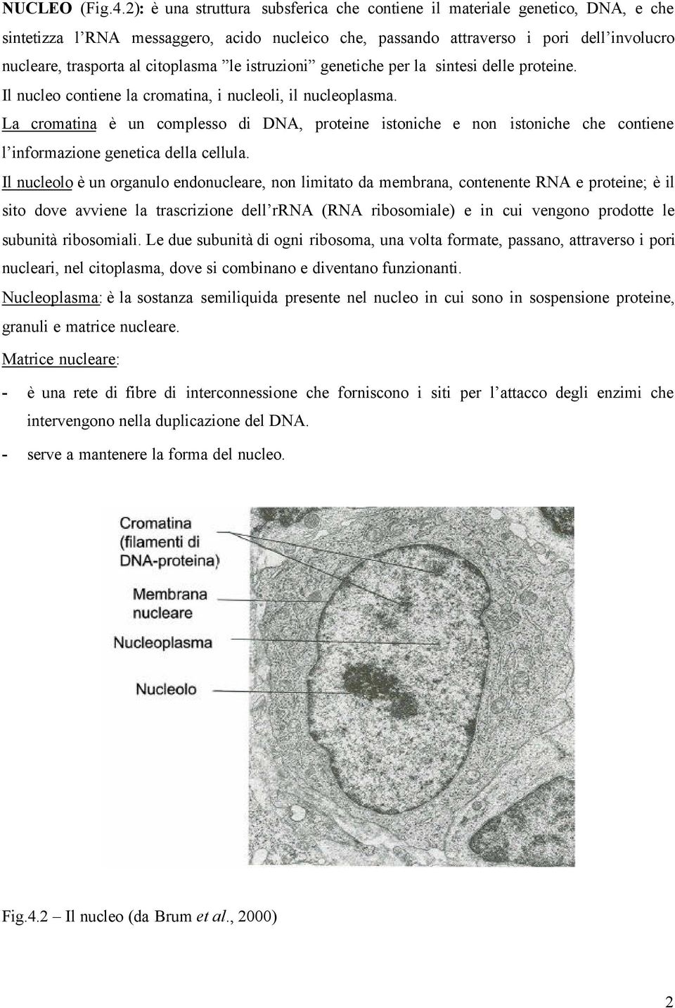 citoplasma le istruzioni genetiche per la sintesi delle proteine. Il nucleo contiene la cromatina, i nucleoli, il nucleoplasma.