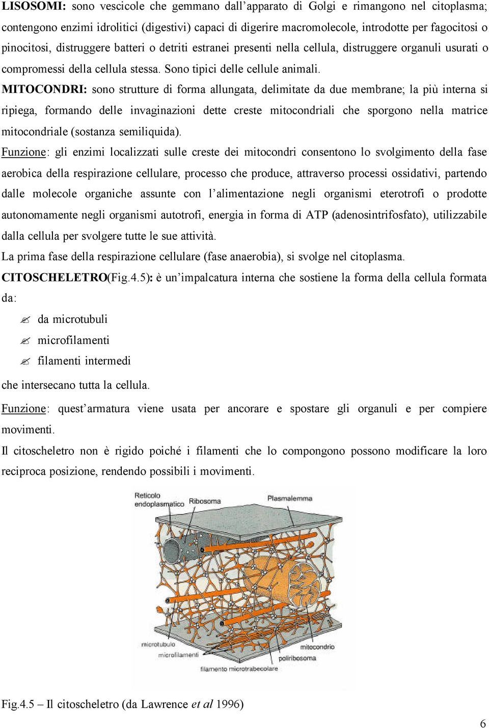 MITOCONDRI: sono strutture di forma allungata, delimitate da due membrane; la più interna si ripiega, formando delle invaginazioni dette creste mitocondriali che sporgono nella matrice mitocondriale