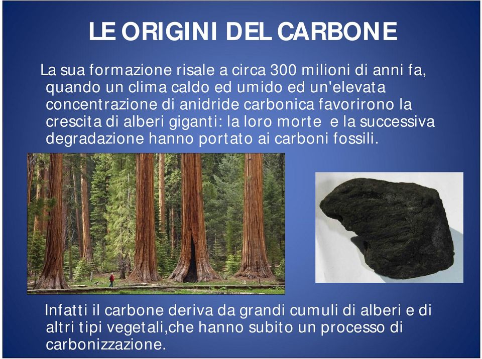 la loro morte e la successiva degradazione hanno portato ai carboni fossili.