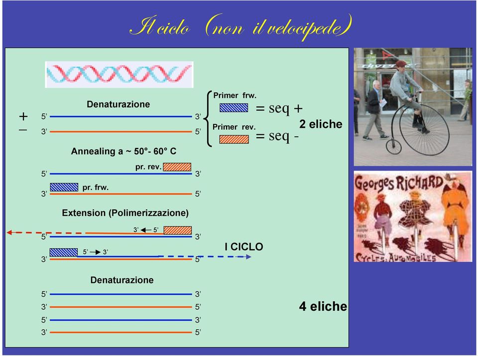 = seq + = seq - 2 eliche pr. rev. pr. frw.