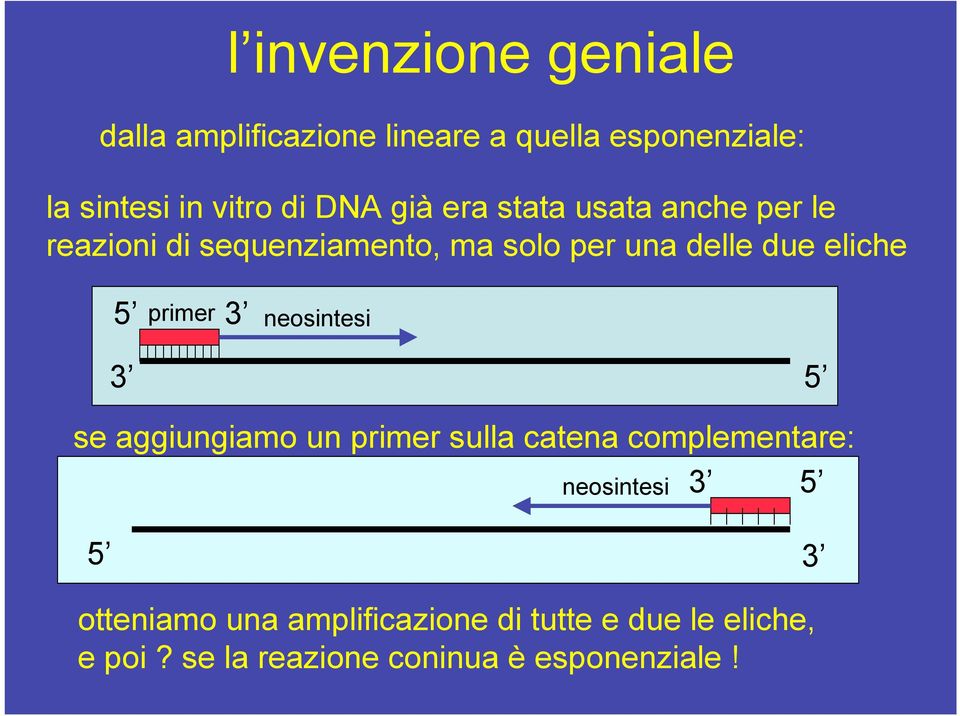 eliche primer neosintesi se aggiungiamo un primer sulla catena complementare: neosintesi