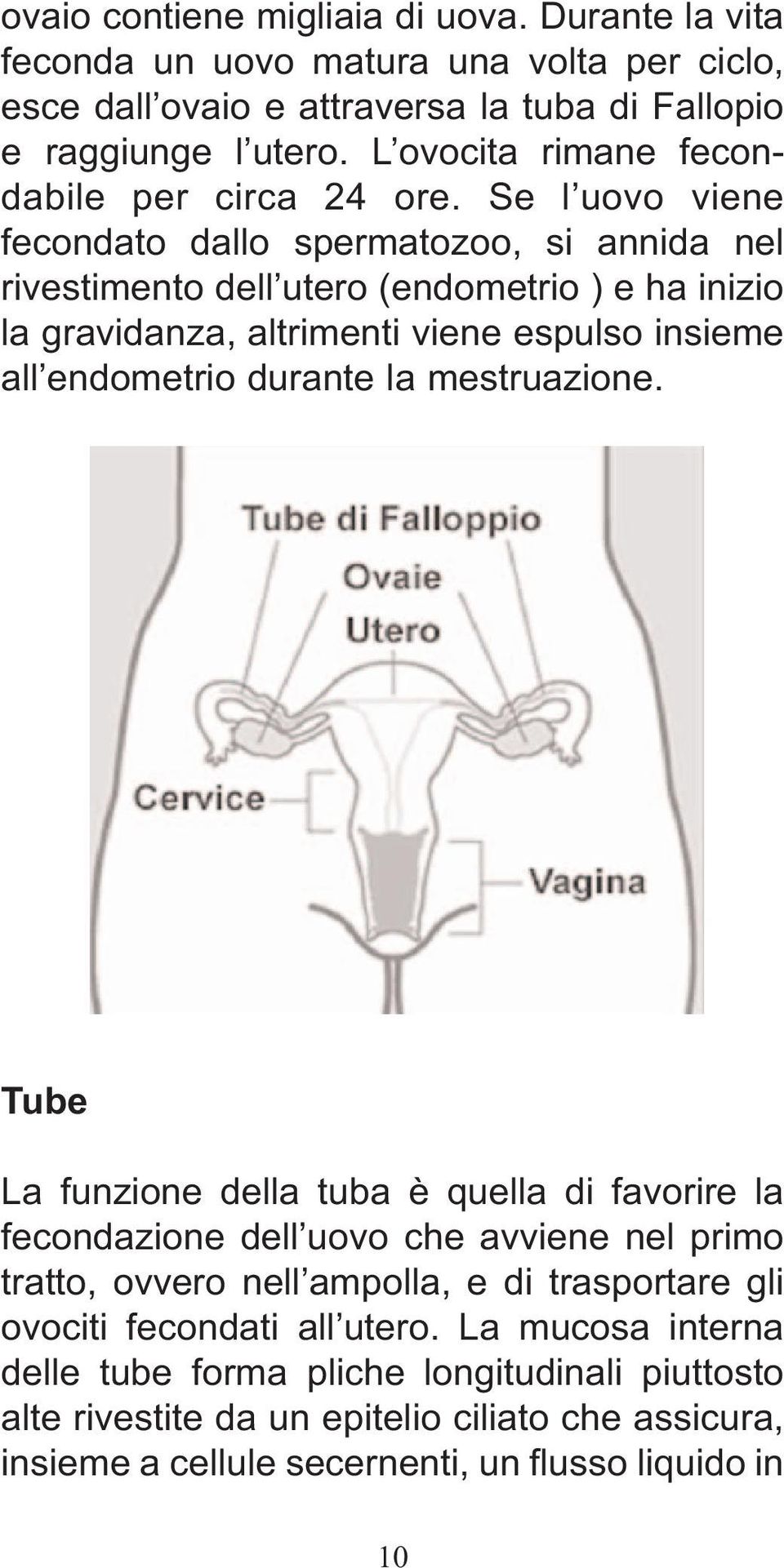 Se l uovo viene fecondato dallo spermatozoo, si annida nel rivestimento dell utero (endometrio ) e ha inizio la gravidanza, altrimenti viene espulso insieme all endometrio durante la