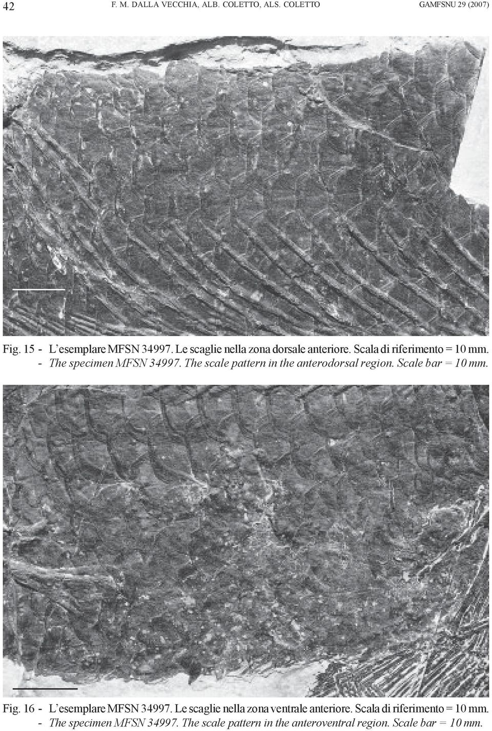 The scale pattern in the anterodorsal region. Scale bar = 10 mm. Fig. 16 - L esemplare MFSN 34997.