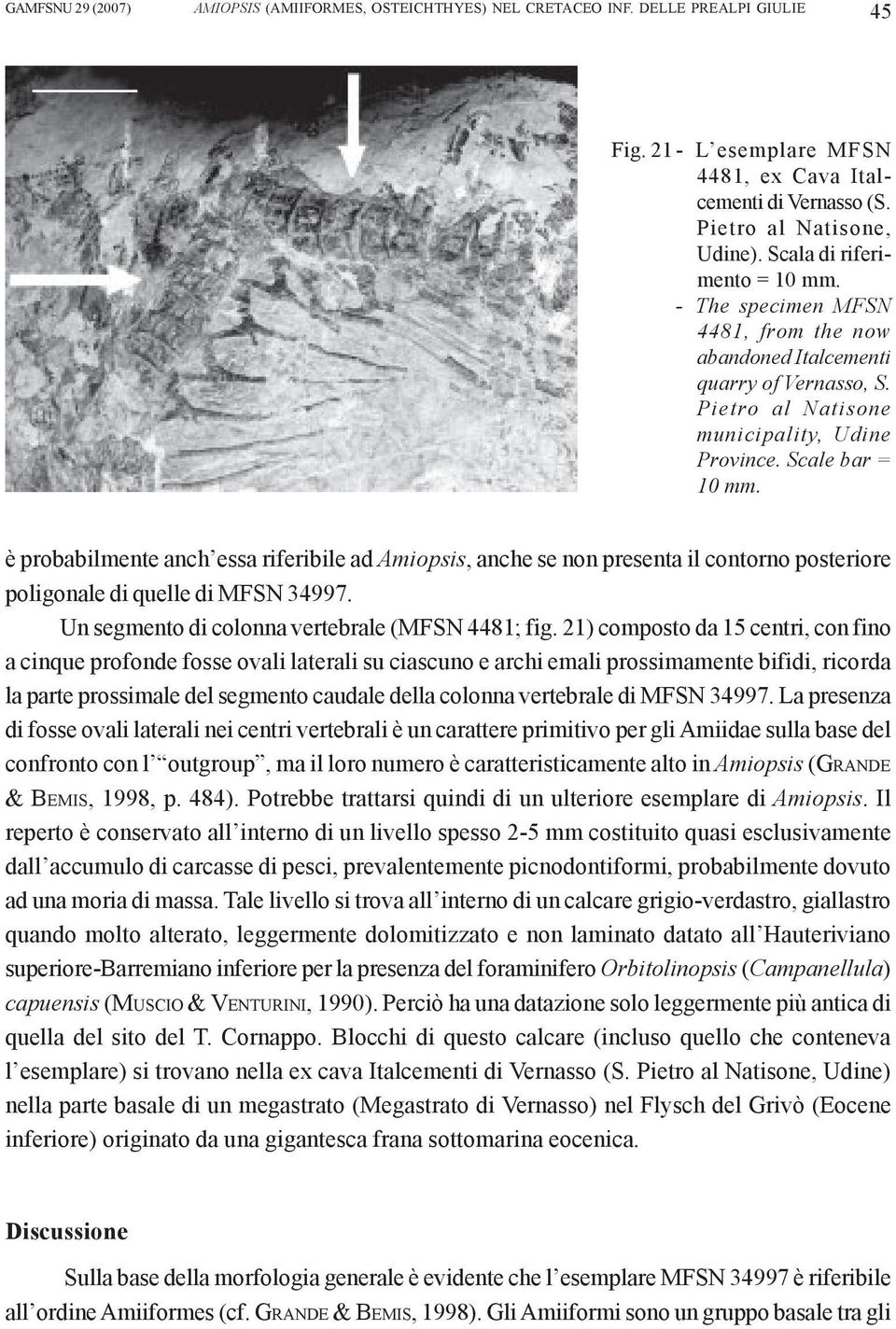 è probabilmente anch essa riferibile ad Amiopsis, anche se non presenta il contorno posteriore poligonale di quelle di MFSN 34997. Un segmento di colonna vertebrale (MFSN 4481; fig.