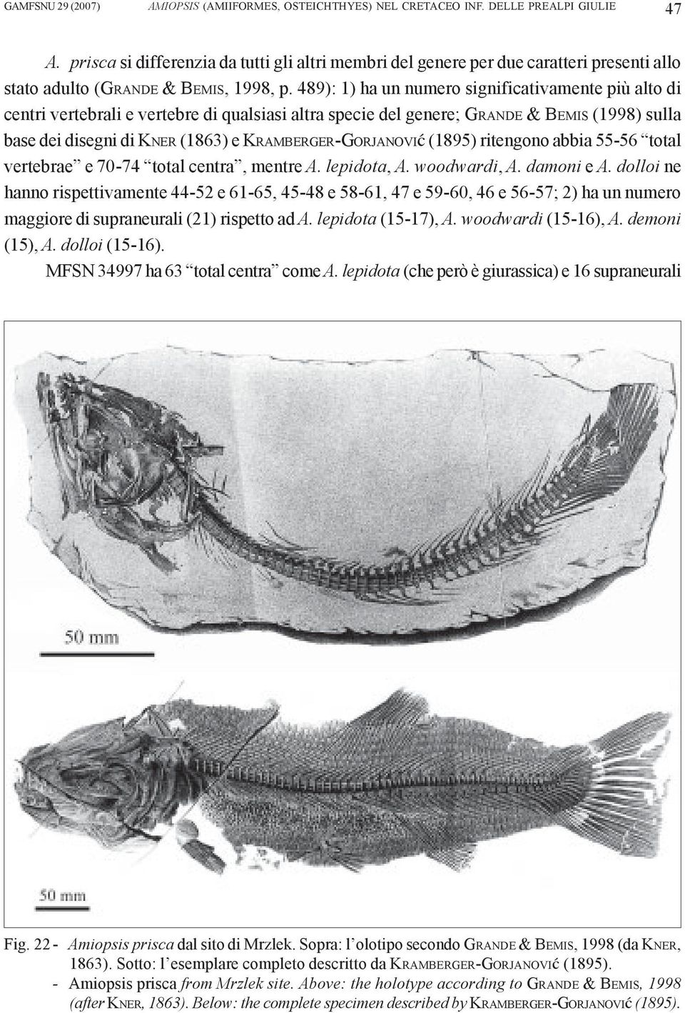 489): 1) ha un numero significativamente più alto di centri vertebrali e vertebre di qualsiasi altra specie del genere; GRANDE & BEMIS (1998) sulla base dei disegni di KNER (1863) e