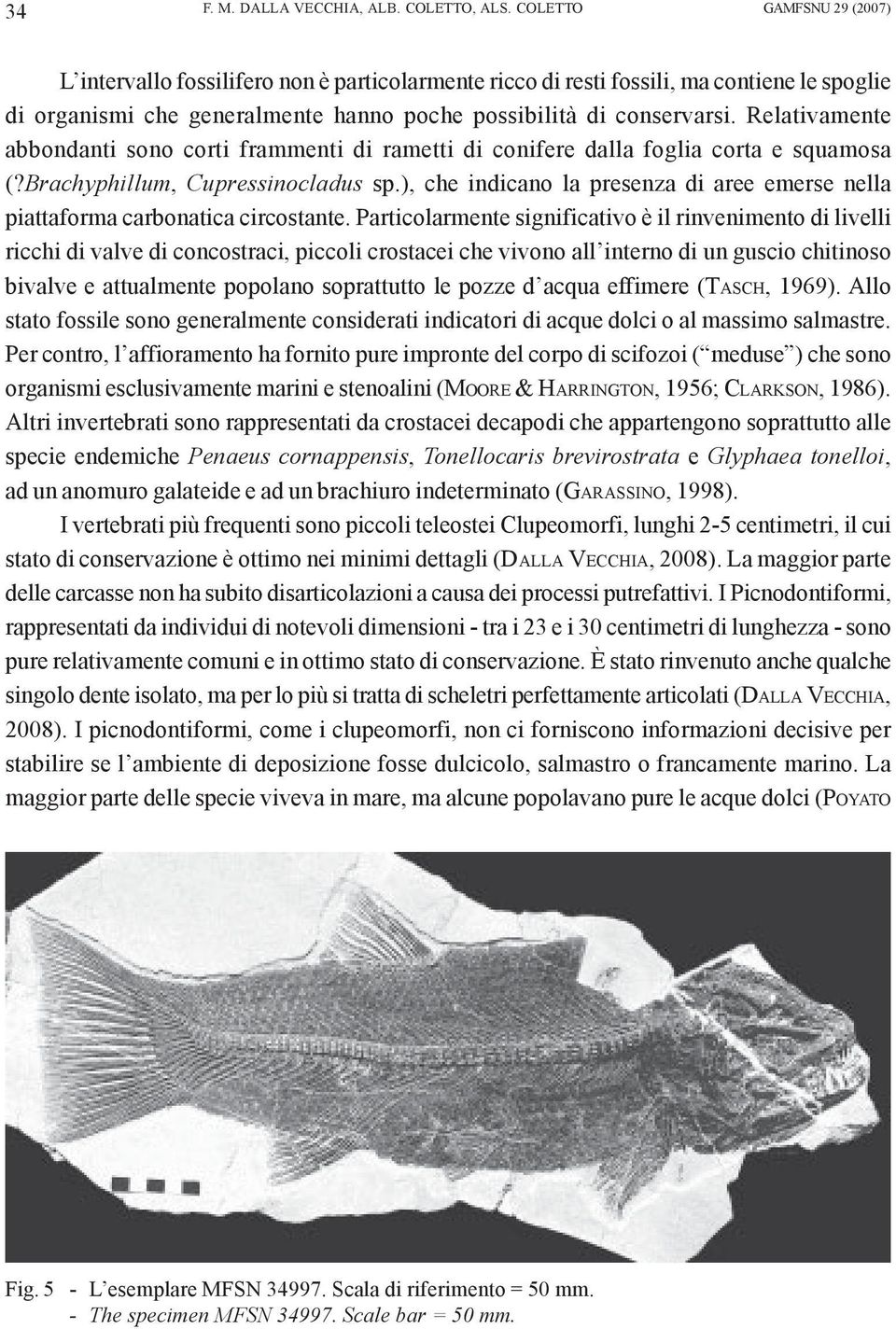 Relativamente abbondanti sono corti frammenti di rametti di conifere dalla foglia corta e squamosa (?Brachyphillum, Cupressinocladus sp.