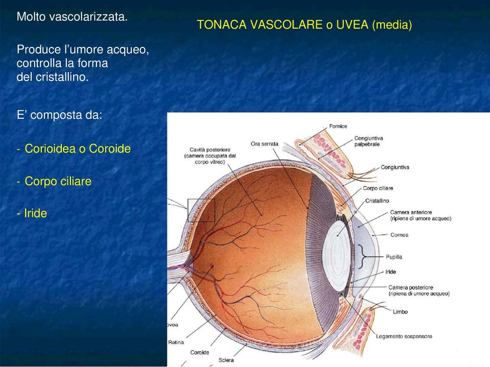 umore acqueo, controlla la forma del