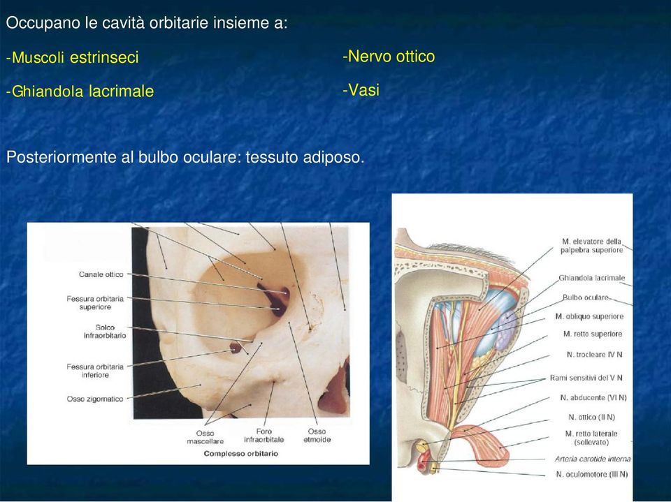 lacrimale -Nervo ottico -Vasi