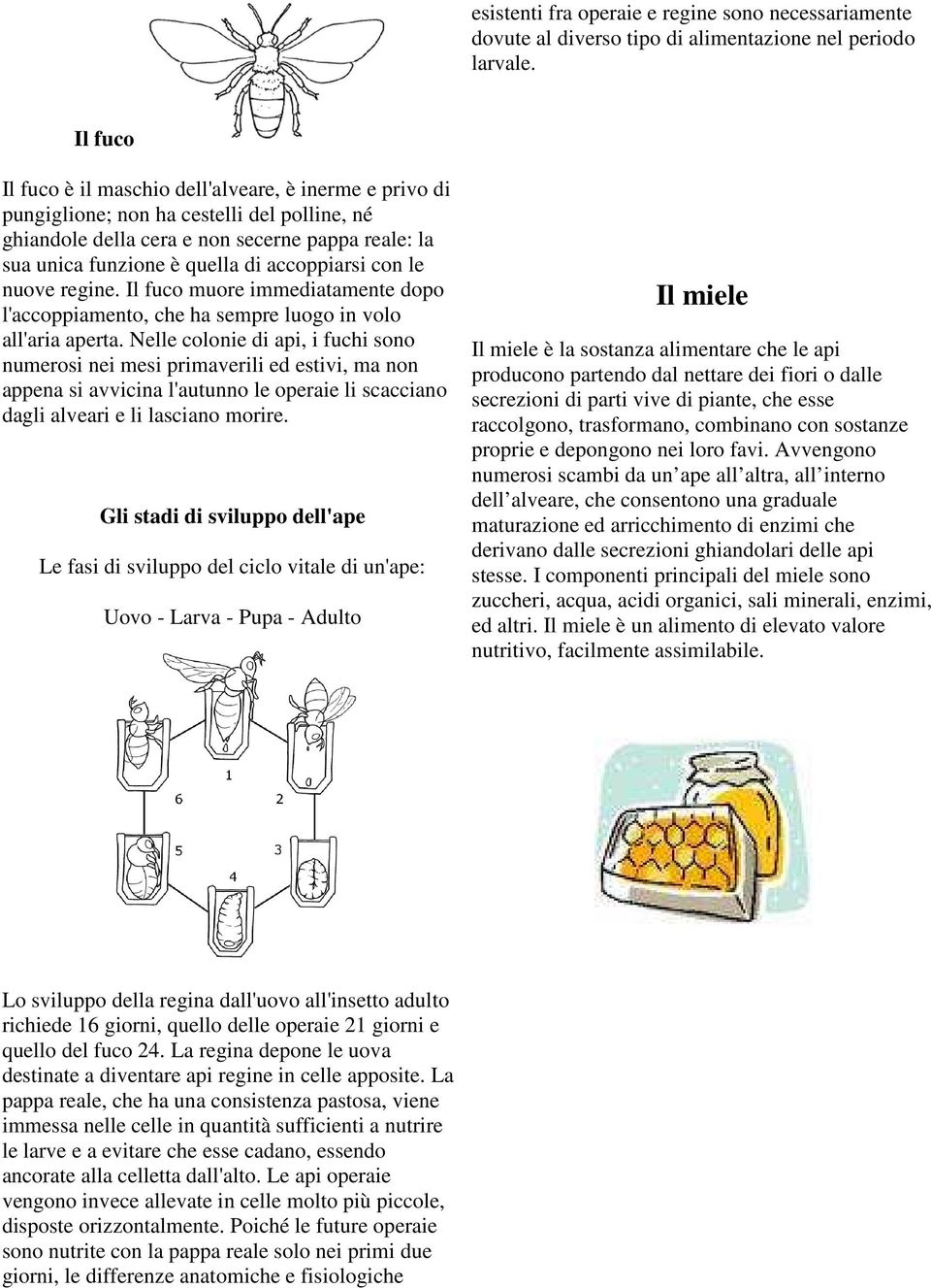 accoppiarsi con le nuove regine. Il fuco muore immediatamente dopo l'accoppiamento, che ha sempre luogo in volo all'aria aperta.