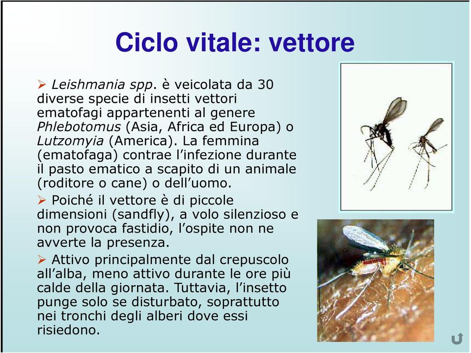 La femmina (ematofaga) contrae l infezione durante il pasto ematico a scapito di un animale (roditore o cane) o dell uomo.