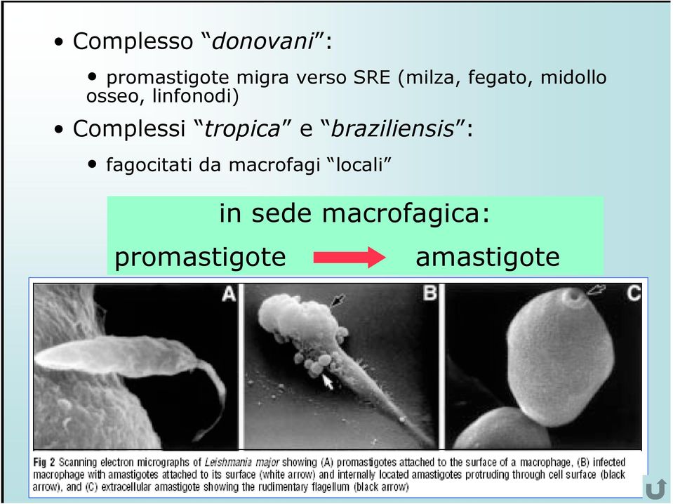 Complessi tropica e braziliensis : fagocitati da