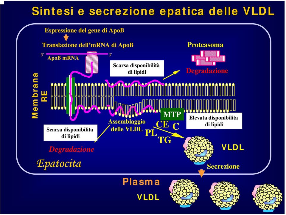 Degradazione Epatocita Scarsa disponibilità di lipidi Assemblaggio delle VLDL