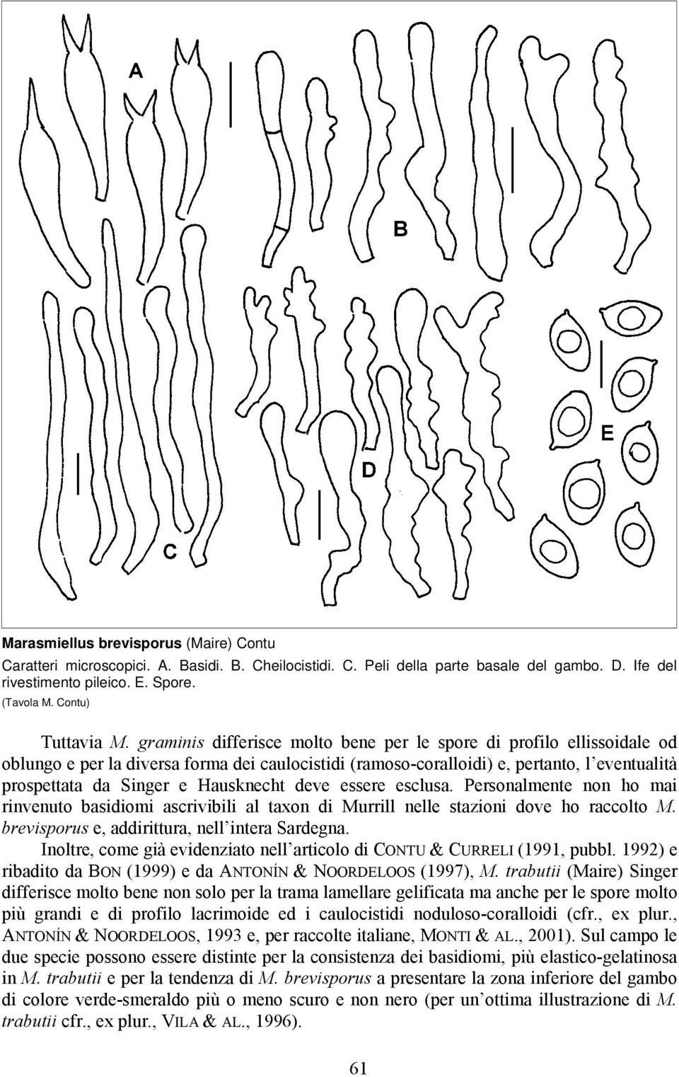 graminis differisce molto bene per le spore di profilo ellissoidale od oblungo e per la diversa forma dei caulocistidi (ramoso-coralloidi) e, pertanto, l eventualità prospettata da Singer e