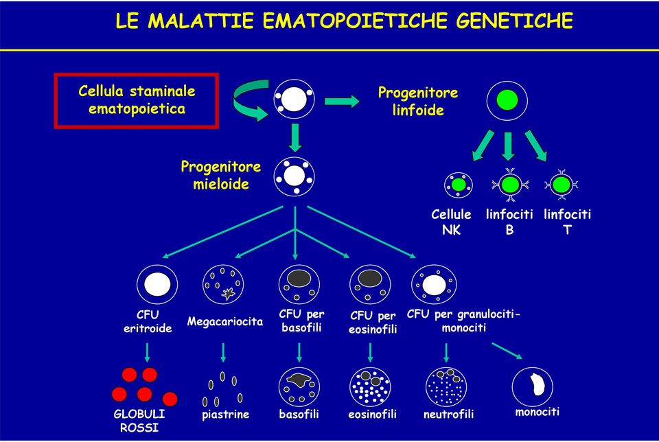 T CFU eritroide Megacariocita CFU per basofili CFU per eosinofili CFU per