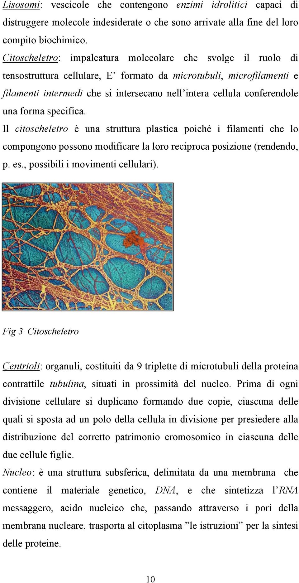 conferendole una forma specifica. Il citoscheletro è una struttura plastica poiché i filamenti che lo compongono possono modificare la loro reciproca posizione (rendendo, p. es.