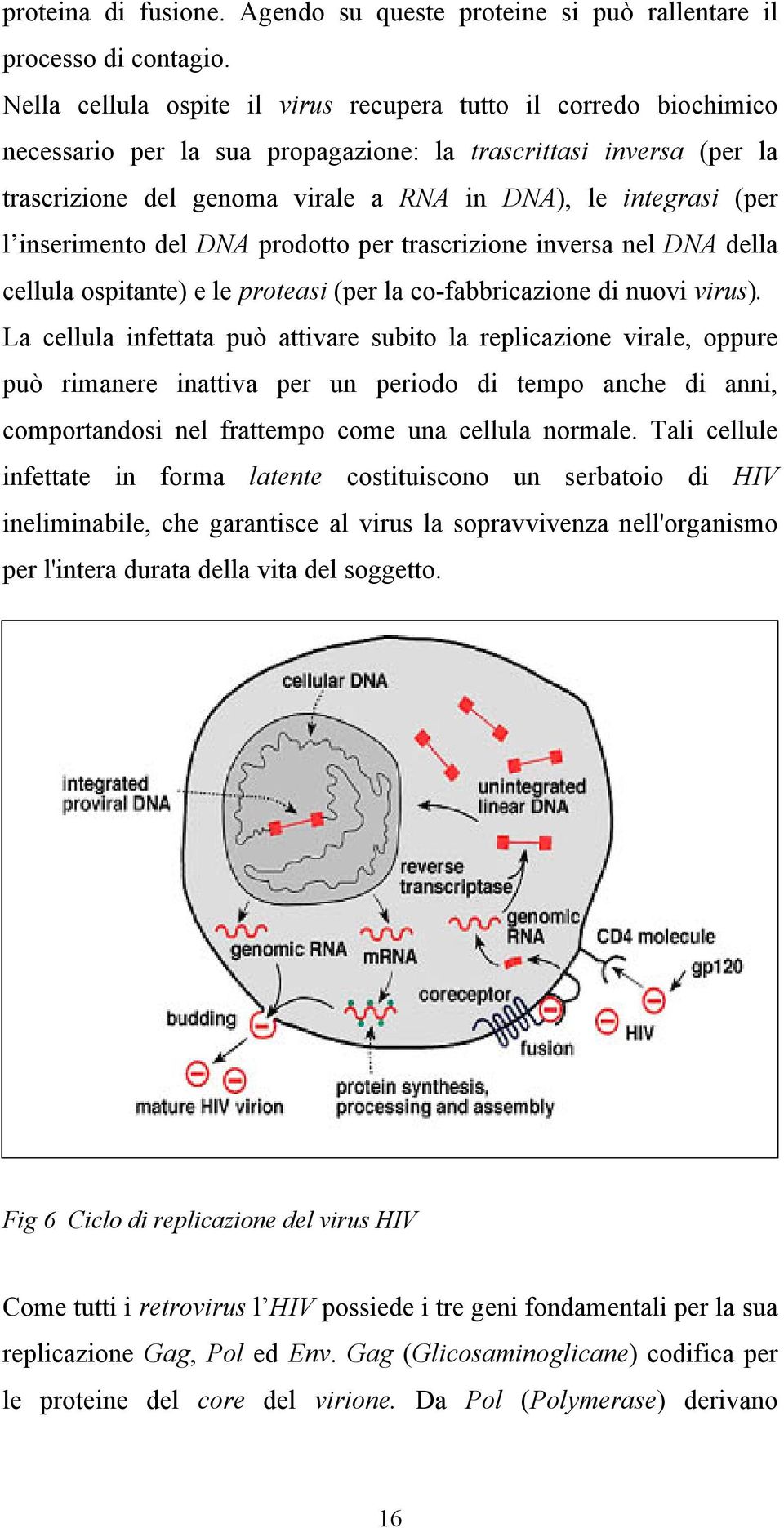 l inserimento del DNA prodotto per trascrizione inversa nel DNA della cellula ospitante) e le proteasi (per la co-fabbricazione di nuovi virus).