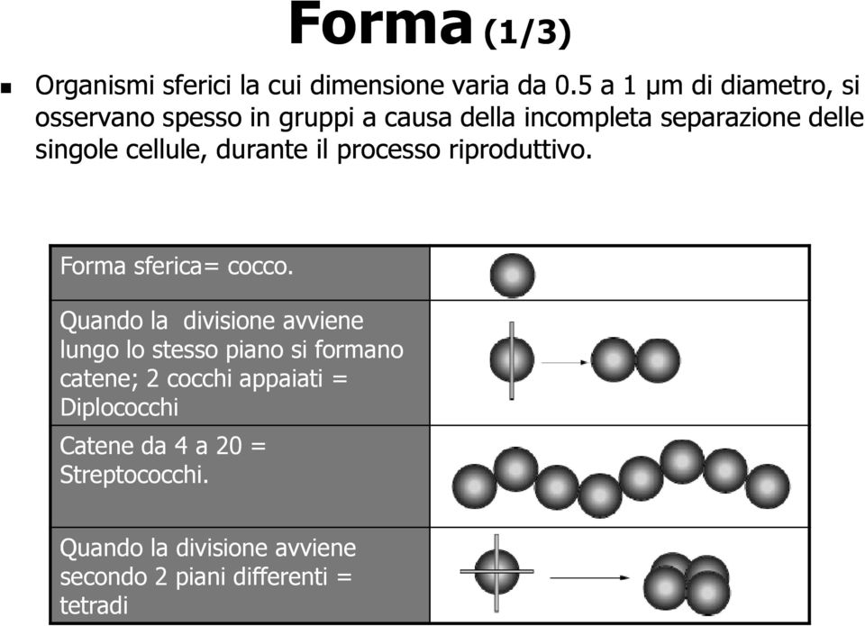 cellule, durante il processo riproduttivo. Forma sferica= cocco.