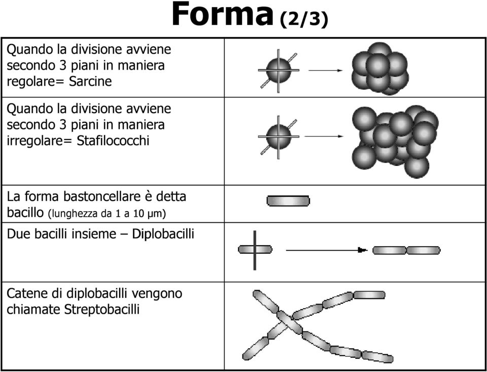 Stafilococchi Forma(2/3) La forma bastoncellare è detta bacillo (lunghezza da