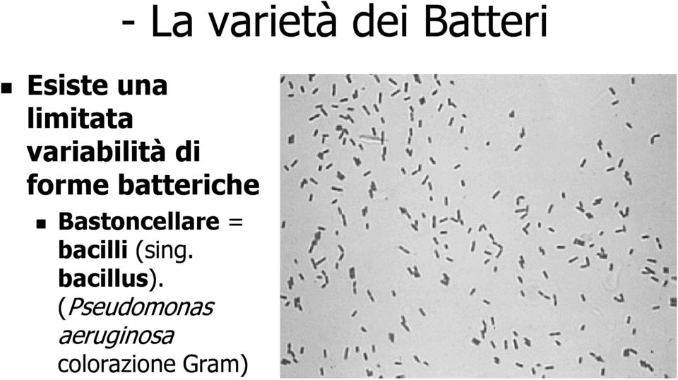 batteriche Bastoncellare = bacilli