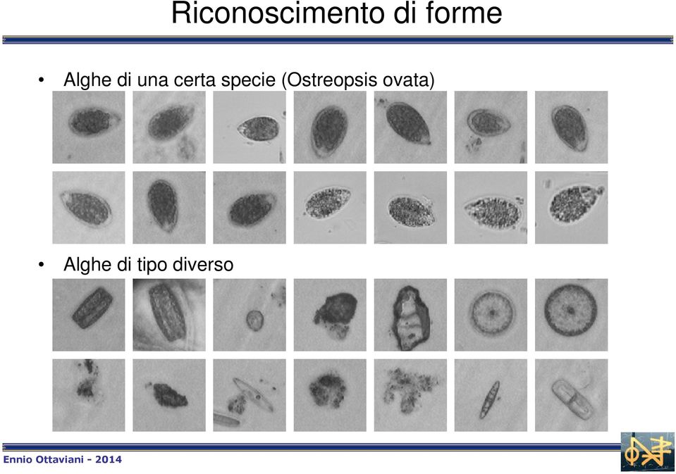 certa specie