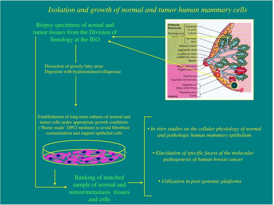 avoid fibroblast contamination and support epithelial cells In vitro studies on the cellular physiology of normal and pathologic human mammary epithelium Elucidation of