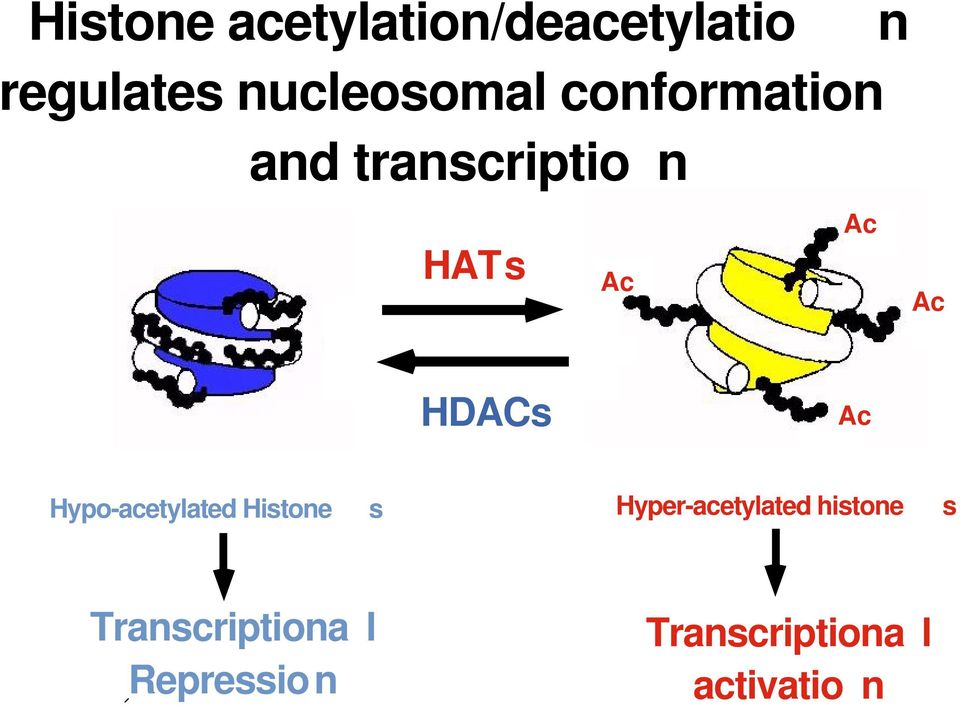 chromatin HDACs Ac Hypo-acetylated Histone s Hyper-acetylated