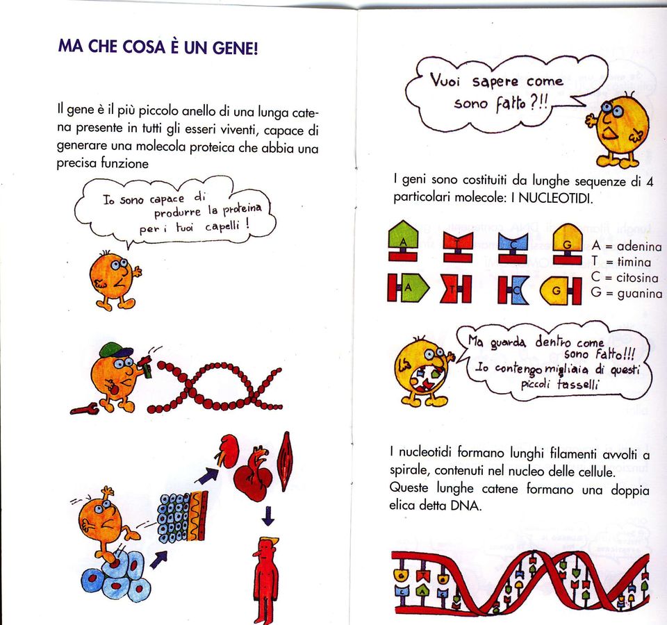 preciso funzione Vuoi sàpefe come sono falt'?!f I geni sono costituiti do lunghe sequenze di 4 porticolori molecole: I NUCLEOTIDI.