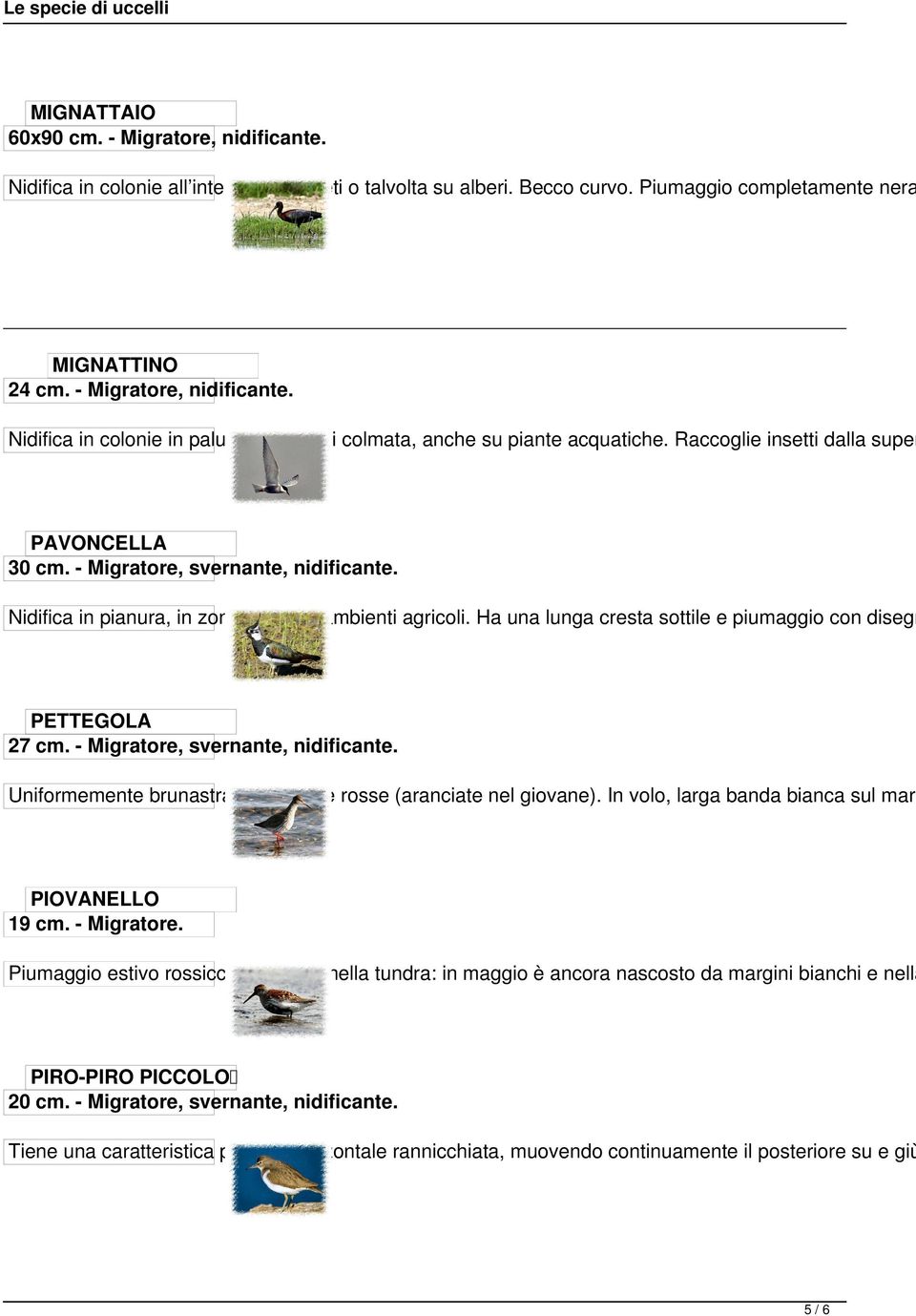 Ha una lunga cresta sottile e piumaggio con disegn PETTEGOLA 27 cm. - Migratore, svernante, nidificante. Uniformemente brunastra con zampe rosse (aranciate nel giovane).