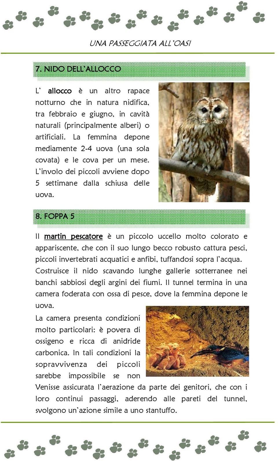 FOPPA 5 Il martin pescatore è un piccolo uccello molto colorato e appariscente, che con il suo lungo becco robusto cattura pesci, piccoli invertebrati acquatici e anfibi, tuffandosi sopra l acqua.