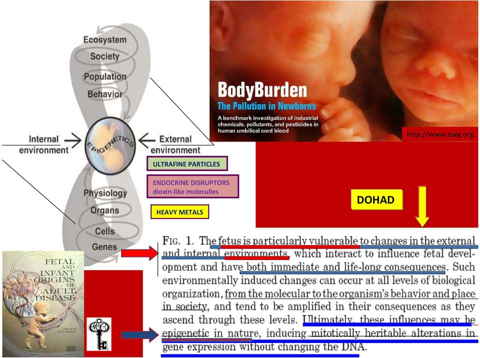 ENDOCRINE DISRUPTORS