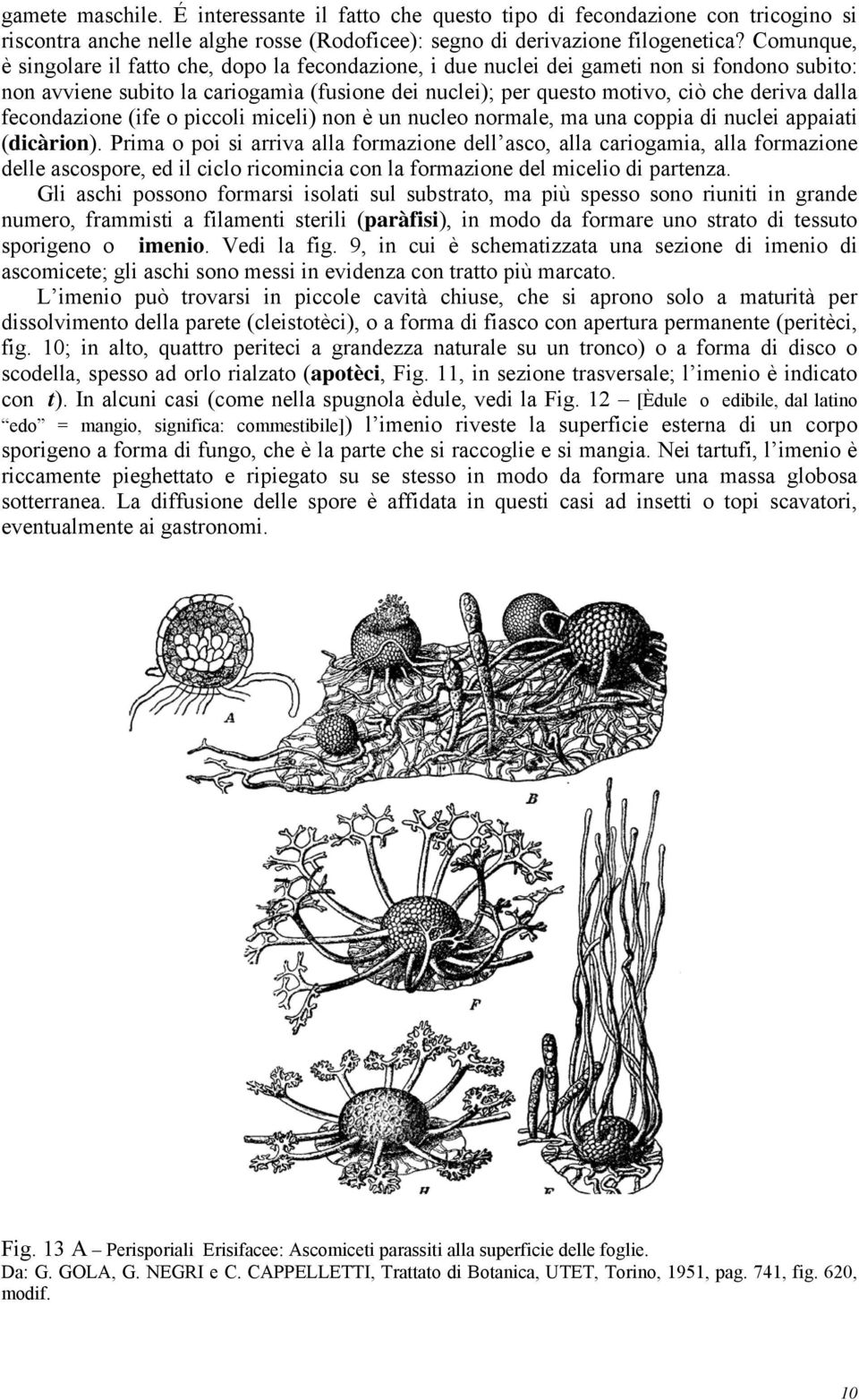 fecondazione (ife o piccoli miceli) non è un nucleo normale, ma una coppia di nuclei appaiati (dicàrion).