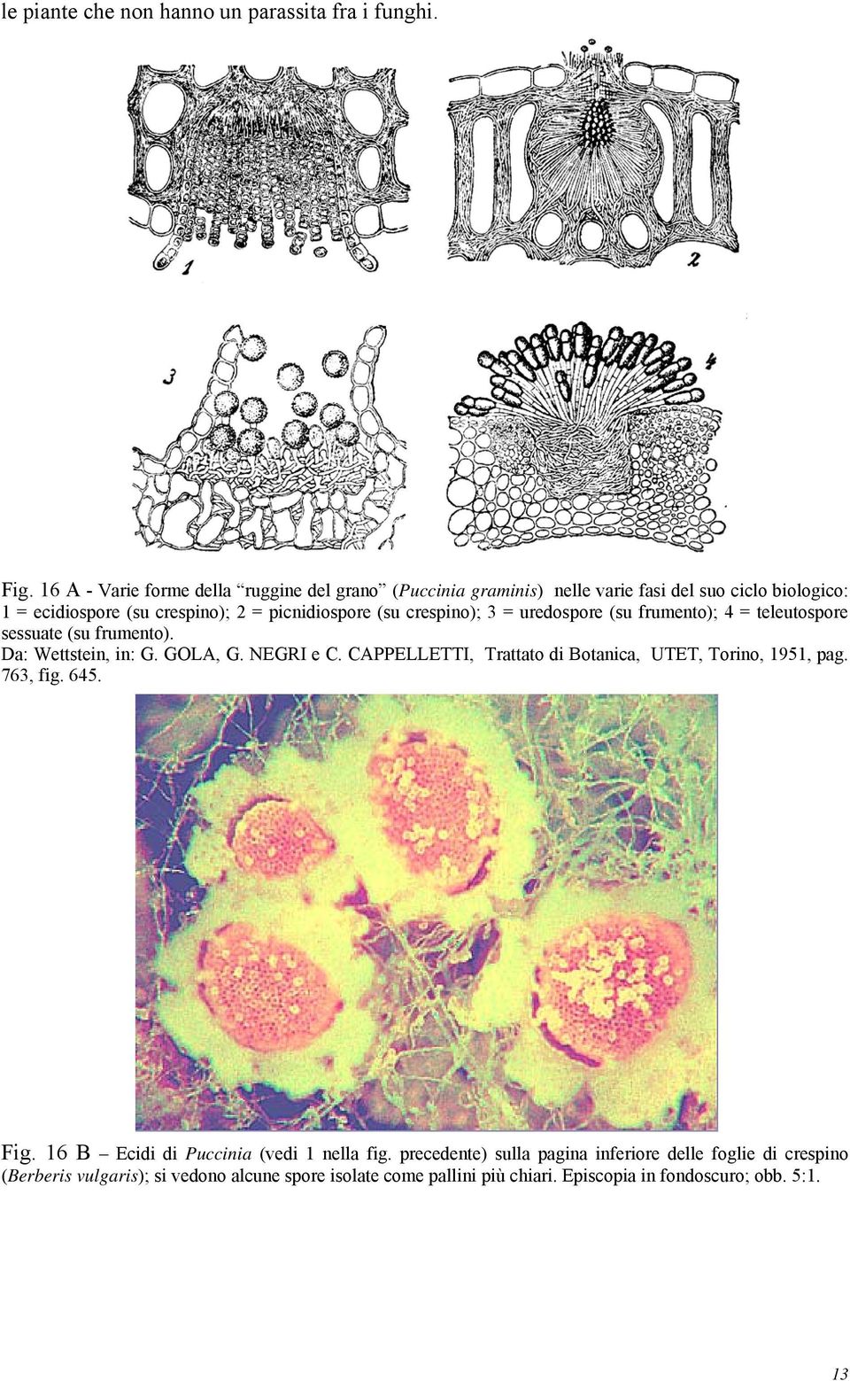 crespino); 3 = uredospore (su frumento); 4 = teleutospore sessuate (su frumento). Da: Wettstein, in: G. GOLA, G. NEGRI e C.