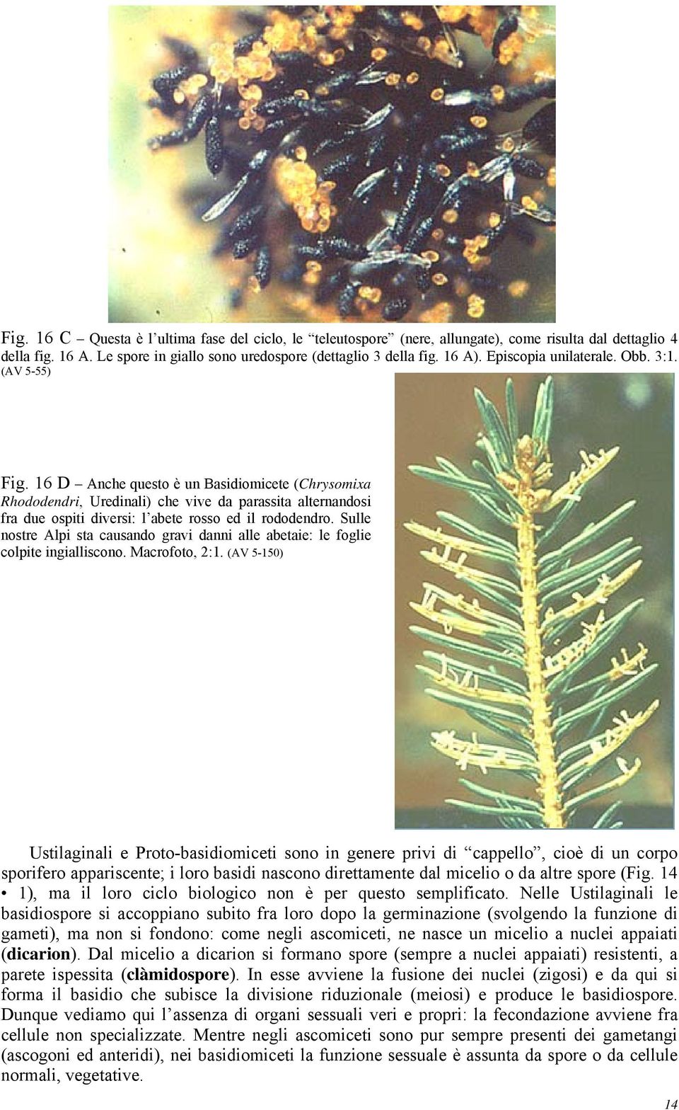 16 D Anche questo è un Basidiomicete (Chrysomixa Rhododendri, Uredinali) che vive da parassita alternandosi fra due ospiti diversi: l abete rosso ed il rododendro.
