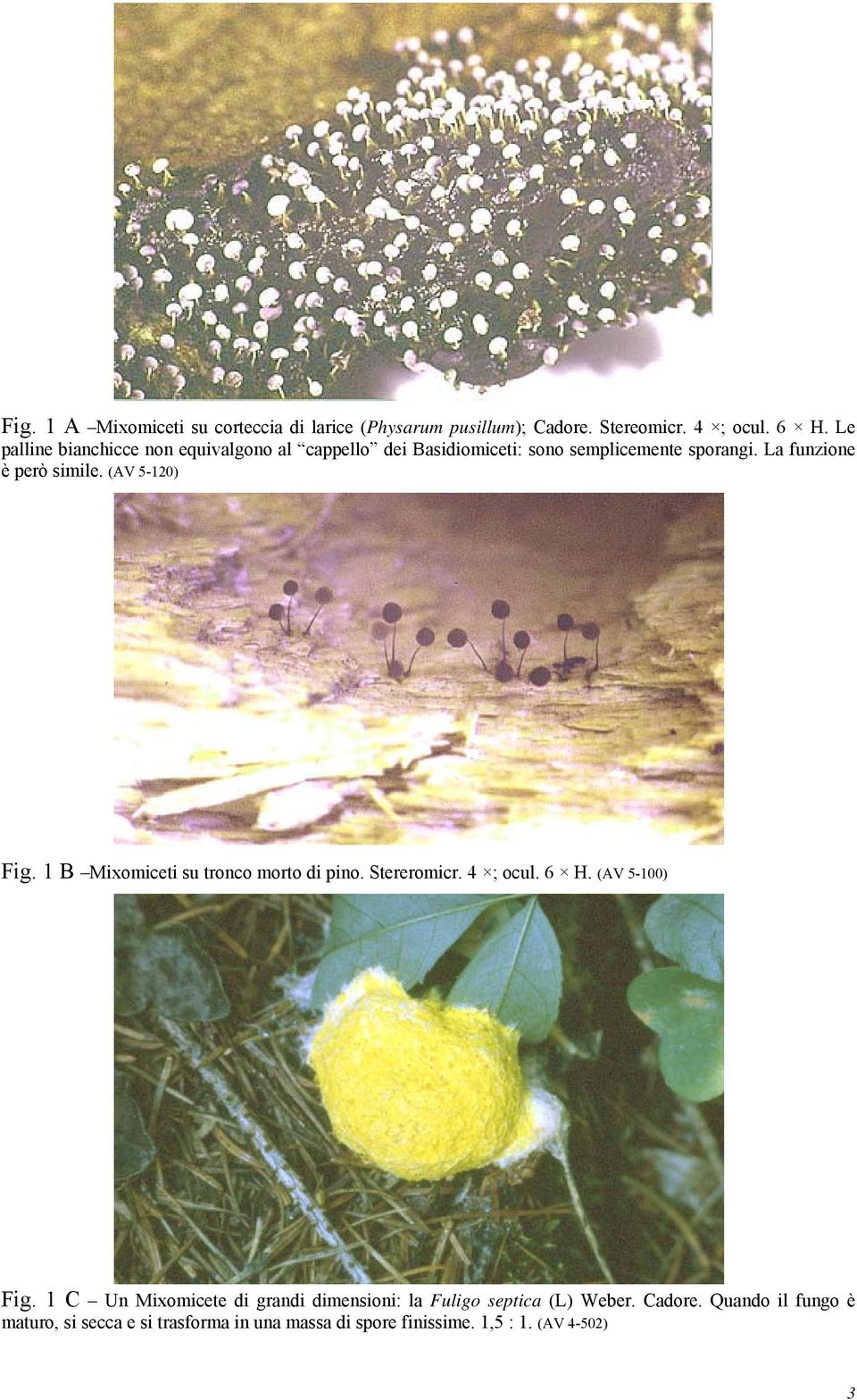 (AV 5-120) Fig. 1 B Mixomiceti su tronco morto di pino. Stereromicr. 4 ; ocul. 6 H. (AV 5-100) Fig.