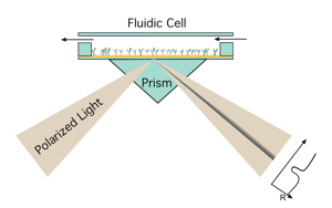 Una specie interagente, detta LIGANDO, viene immobilizzata sulla superficie di un sensore (sensor chip), mentre l'altra, detta ANALITA, è in soluzione Il detector misura l intensità della luce