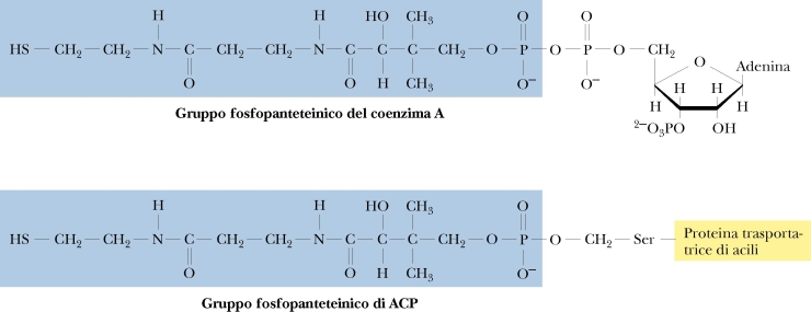 . La catena di acido grasso è ancorata ad una proteina trasportatrice di acili ACP Nei