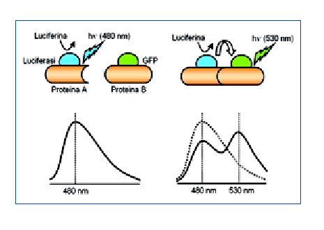 -Studio dell'interazione fra due proteine mediante Bret. -Alla proteina A viene legato un donatore bioluminescente (luciferasi), -Alla proteina B un accettare fluorescente (GFP).