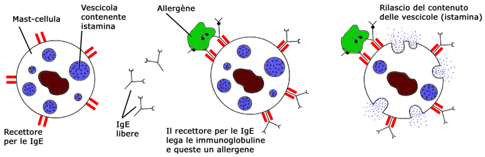 E' stato dimostrato, nella grande maggioranza delle reazioni, il ruolo di meccanismi allergici