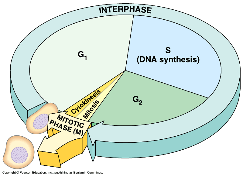 Ciclo cellulare fasi Interfase (G1 + S + G2) Mitosi La