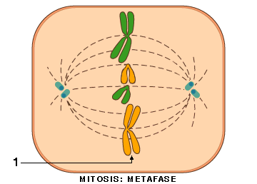 Metafase: i cromosomi sono allineati lungo il piano equatoriale della cellula (piastra metafasica) e prendono contatto con i microtubuli.