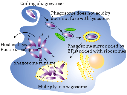 Regno: Phylum: Classe: Ordine: