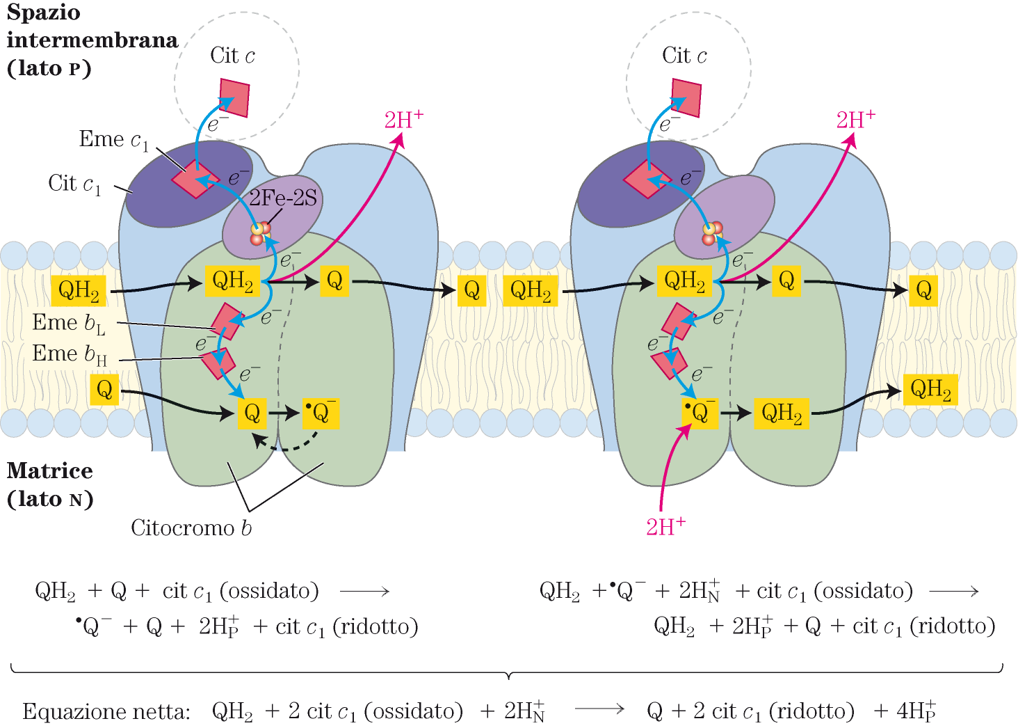 Ciclo Q dell ubichinone trasferimento degli elettroni e protoni dall Ubichinolo
