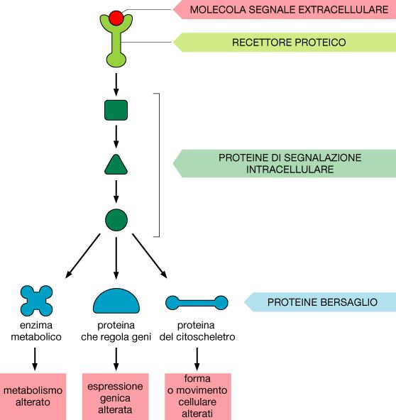 Il legame molecola segnale recettore induce in questo un cambiamento della sua conformazione, che realizza la TRASDUZIONE