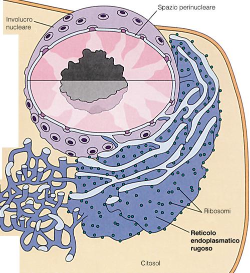 E COSTITUITO DA UN SISTEMA DI SACCHE TUBULARI AGRANULARI FUNZIONI: METABOLISMO LIPIDICO: -Produzione degli acidi grassi -Produzione dei fosfolipidi -Sintesi degli