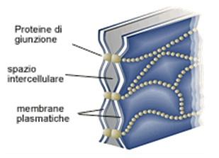 GIUNZIONI CELLULARI Strutture di connessione tra