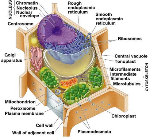 PARETE CELLULARE PLASTIDI (cloroplasti, amiloplasti, cromoplasti) VACUOLI (VACUOLO CENTRALE: