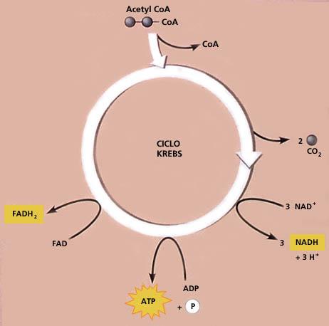 2. Ciclo di Krebs Avviene nella matrice mitocondriale In presenza di O 2 Il CoA si stacca dall acetile (2C) per legarsi all ac. ossalacetico (4C) e formare un composto a 6C: ac.